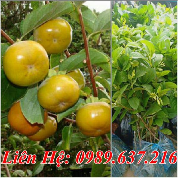 Cây Hồng Nhật Bản