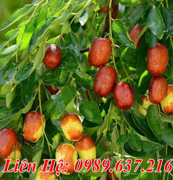 Cây giống Hồng Táo