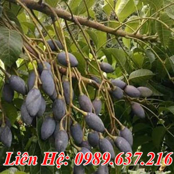 Giống Cây Trám Đen