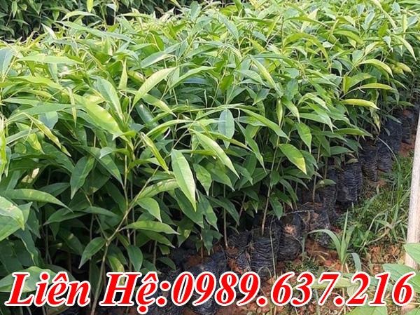 Cây Giống Trầm Hương (dó bầu)