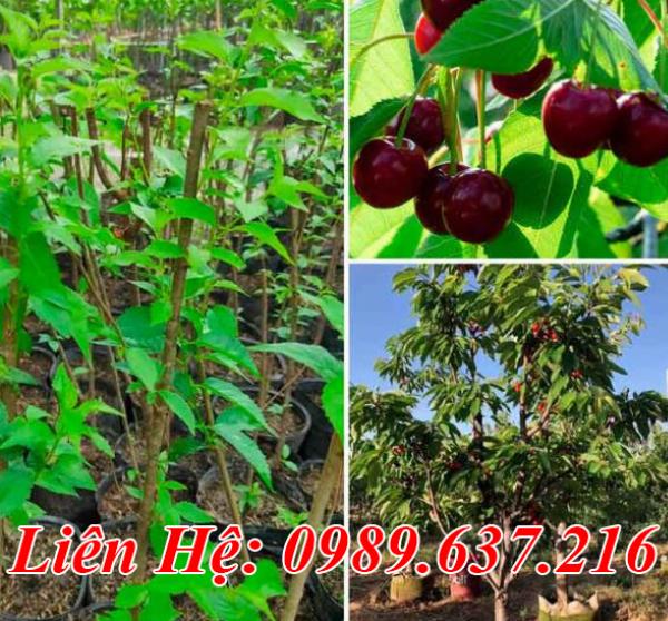 Cây giống Cherry Mỹ