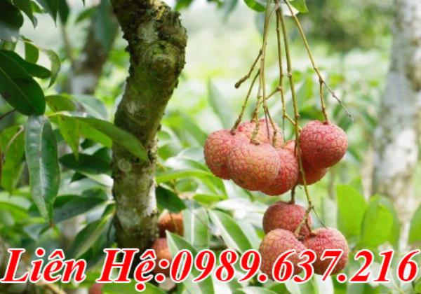 Vải không hạt cây giống