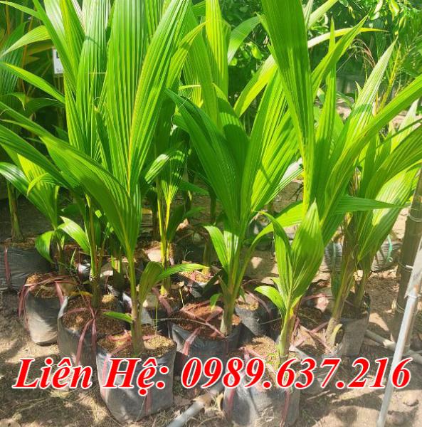 Cây Dừa Sáp Giống