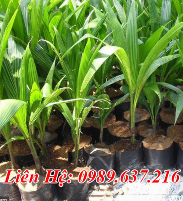 Cây Dừa Dứa Giống