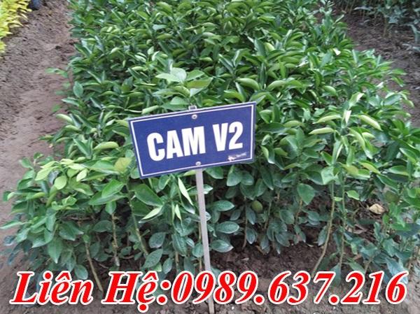 Cây Giống Cam V2