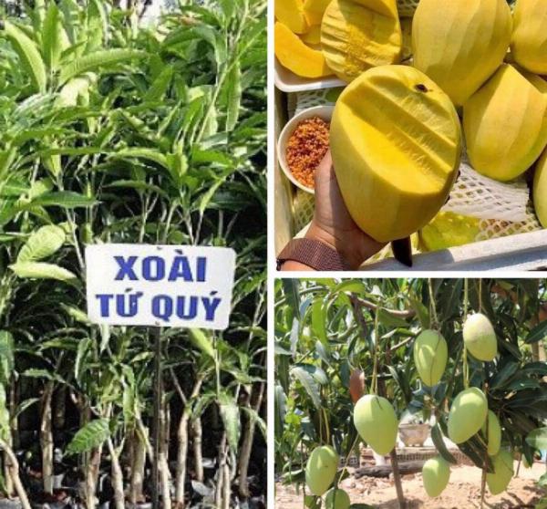 Cây Xoài Tứ Quý Giống